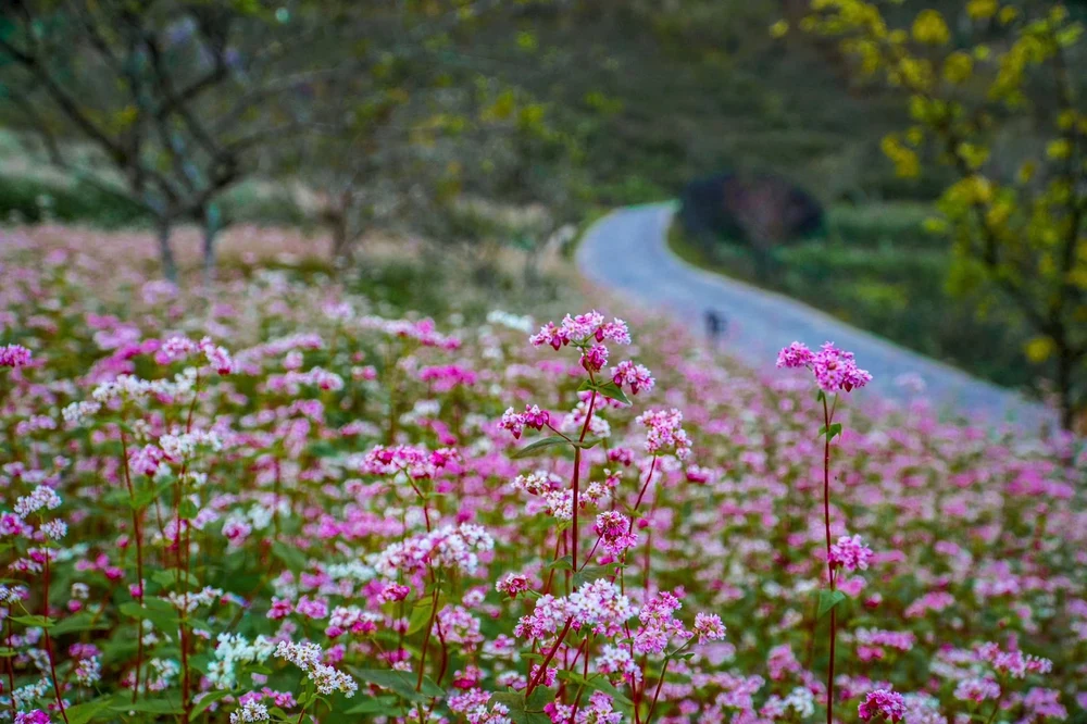 Cung Đèo Mã Pí Lèng